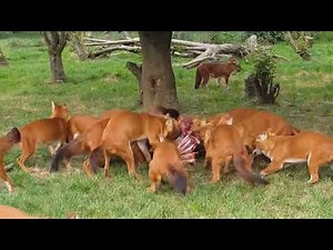 Dhole feeding frenzy and crazy sounds