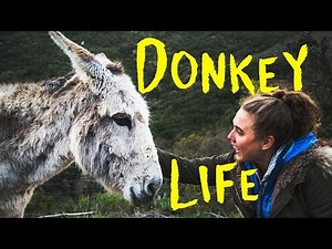 Donkey Life