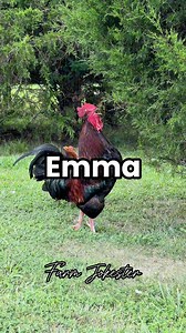 Emma!, Oh Emma!, Emma! #emma #ema #chickens #hen #hens #rooster #roosters #roostersofinstagram #nameyellingchicken #namescreamingchicken #chickensofinstagram #backyardchickens #humor #laugh #farmjokester #michaelsalerno | Michael Salerno