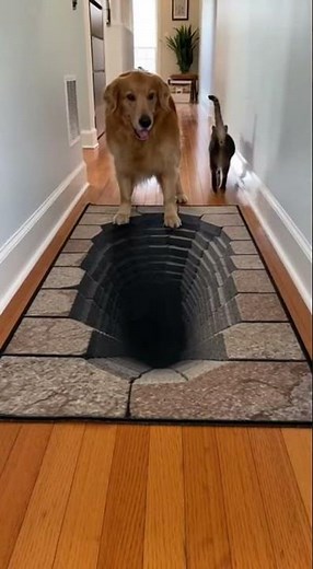 Dog vs Optical Illusion Rug While Cat Walks Right Through It 😂 #FunnyDogs #OpticalIllusion