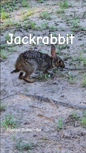 Jackrabbit ‪@naturescoop33‬ #jackrabbit