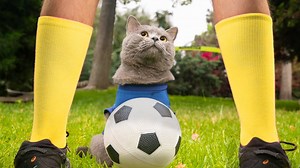 Cat reacts to World Cup in entertaining way
