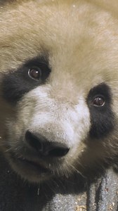 The pandamonium has begun! We've started our countdown to the opening of Panda Ridge on Thursday, August 8. Over the next week, we'll be filling your feed with all things Xin Bao and Yun Chuan to get you hyped for opening day. Welcome to PanDiego! | San Diego Zoo