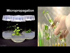 Micropropagation