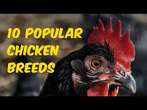 10 Popular Chicken Breeds