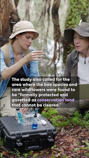 New 'Lucifer' bee with horns discovered in Australia | #yahoonewsau