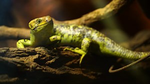 Download Solomon Islands skink for free