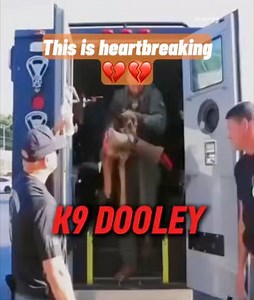 K-9 Dooley, a 13-year-old Belgian Malinois/Shepherd mix, passed away due to cancer after 9 years of service. #k9training #dog #Dooley #traineddogs #cttocredittotherightfulowner | Mix Vlog