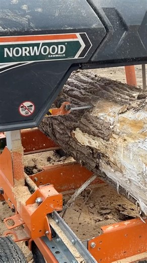Opening up this old poplar log with the Norwood LM30 #norwoodsawmills #woodworking