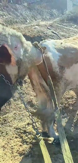 I paired this one at the beginning and I paired it again for the second nest668