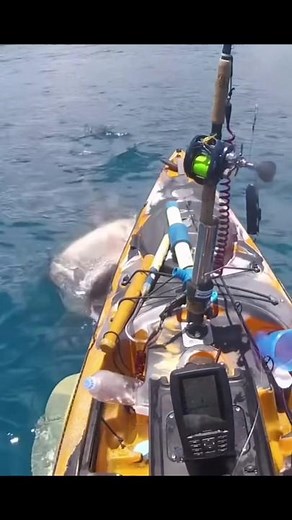 #stitch with @Saltwater therapy Welp I won’t be needing this anymore😂. #fishing #funny #comedy #greenscreen #greenscreenvideo #foru #foryou #outdoors #fyp #bigfish #shark #kayak #tigershark #hawaii #xyzabc #fyp #foru #foryoupage #foryou #fishtok #catfish #catfishing #virginia #hellcat #hellcatrods #catchthefever #fishon #fishtokfamily #country #countryboy #countrytok #takedown #takedownrodholders #bluecatfish #fish #bluecatfishing #viral #share #catfishrigs #tiktok #trending #fishvlog #fishtok 