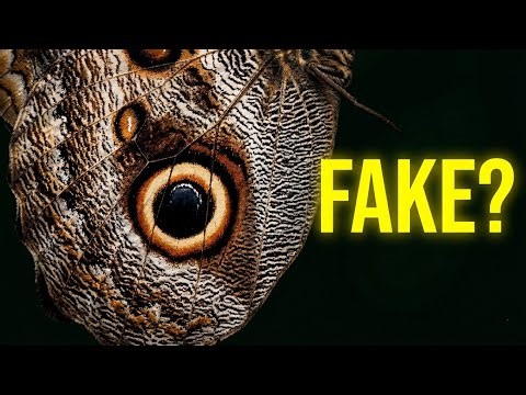 This Insect Has Fake Eyes