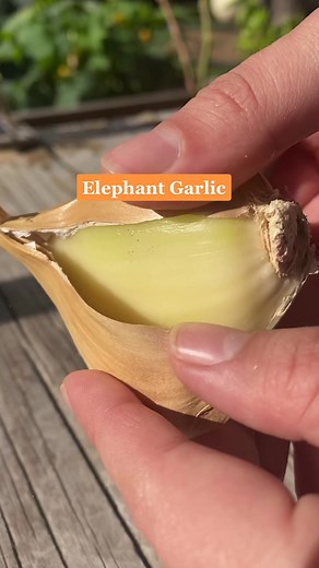 Did you know elephant garlic isn’t actually garlic? 🤯 #garlic #planttok #gardentok #plantstuff #asmr