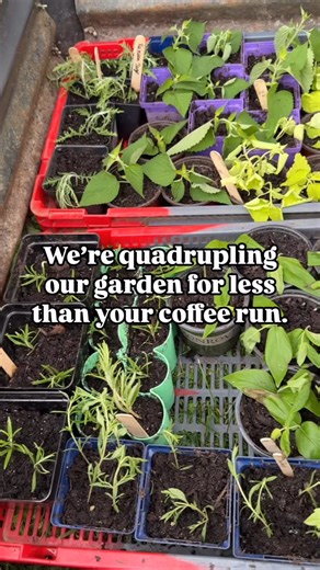 This year we’re multiplying our perennials on a budget so small it’s offensive. This is gardening, doll. Make it recession-proof. We’re snipping what we’ve got and seeing who’s got the will to root. It’s a numbers game—some will thrive, some will flop, but every free plant is a tiny act of rebellion. I’m using rooting hormone for a little extra push (totally optional). I’ve heard honey works too, but let’s just say… the powder’s been more ride-or-die for me. To keep these babies safe from wind, 