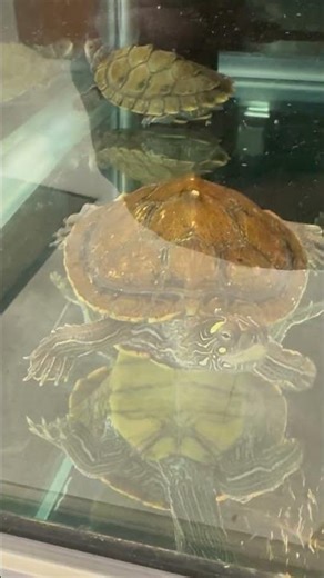 You Can Buy Pet Turtles At Petco For $30