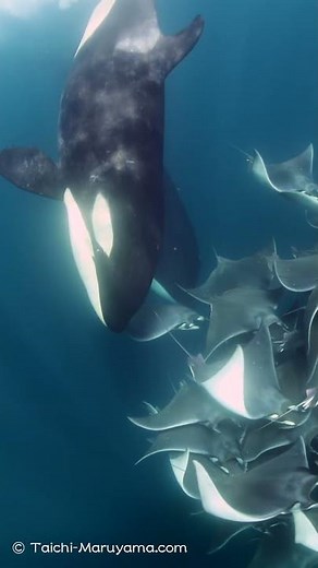 🐬圧巻！シャチの捕食シーンに遭遇！🌈
