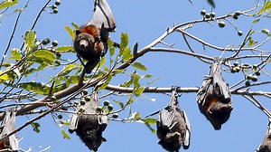 Radical new plan to battle region’s growing flying fox problem