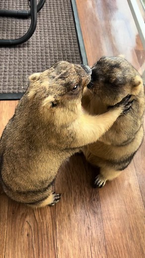 Playful Rodents Enjoy Affectionate Interaction