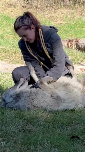 Tundra Wolves: The Gentle Giants of Montana