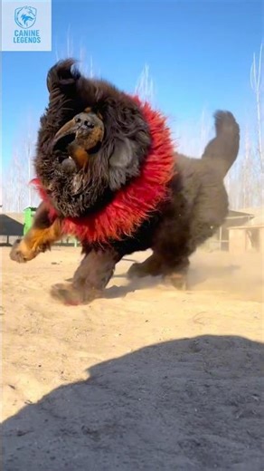What’s the Deal with This Beastly Tibetan Dog?