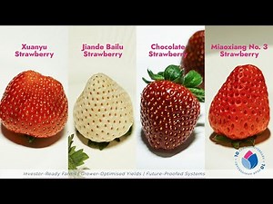 Aeroponic Strawberries 🍓 | Perfect Size, Shape & Sweetness Grown Without Soil