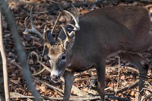 Regional Rut Update: Signs Indicate the Deer Rut is Winding Down - Game & Fish