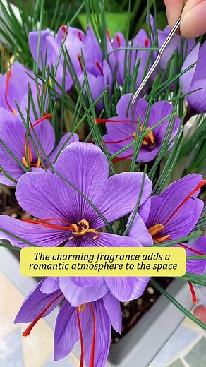 The most valuable plant in your garden! 👉 Sow now, harvest before Christmas, and continue harvesting all year round! 🎄 🌹Think high-value plants are difficult to grow? Think again! 😲 Our saffron bulbs are hardy, bloom incredibly fast, and are famously easy to cultivate. You'll not only enjoy long-lasting, beautiful blooms, but also harvest one of the world's most precious spices—saffron—all grown by your own hands. #HighValuePlants #FromGardenToTable #Saffron #SmartGardening | AdamSeed.com