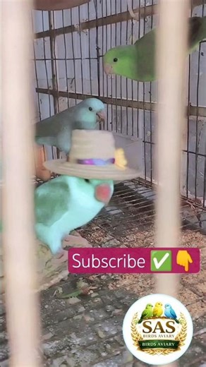 My Cute Forpus Parrotlet Wearing a Mini Hat 😍 Watch Till End!🦜 ✅Subscribe for more videos.