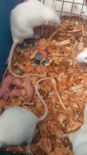 22K views · 339 reactions | Successful mice colony breeding Sample...