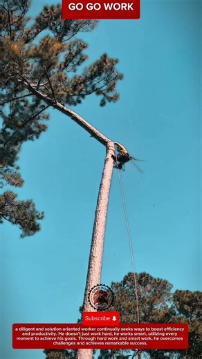 Professional Arborist Climbing System for Tree Trimming and Controlled Cutting in Forest Environment