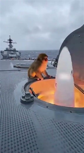 The Army fired him... so he joined the NAVY! 🚢🐒 #shorts #navy #monkey
