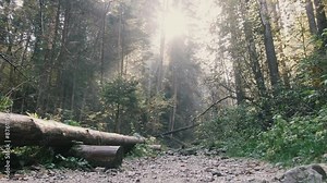 Walk along the forest path, among green bushes and trees pov. Spring summer, daytime, forest. Personal perspective of walking on a path in the green forest, steady cam shot.
