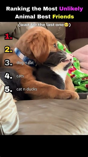 Ranking the Most Unlikely Animal Best Friends 🐶🐥 #cute #animals #ranking