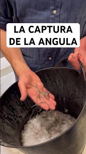 LA CAPTURA DE LA ANGULA ⚠️ #anguila #pesca #gastronomia #comida #biologiamarina #peligrodeextincion