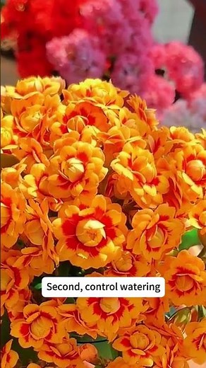 Kalanchoe Blooming Secrets: Light, Water, and Fertilizer! #gardeningtips #succulentcare