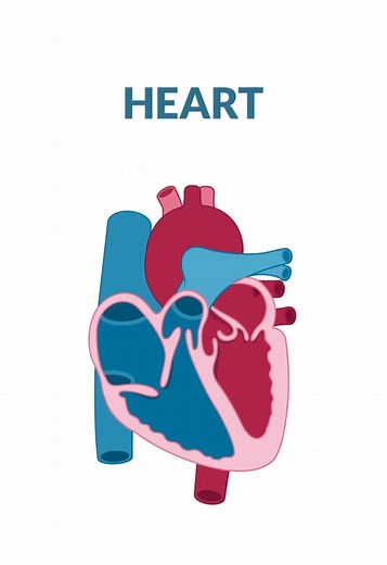 Understanding Heart Blood Flow and Anatomy