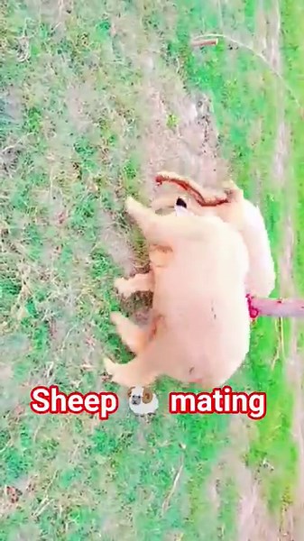 sheep mating