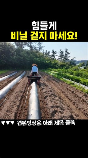 힘들게 비닐 걷지 마세요! 그냥 밭에 두면 일어나는 일