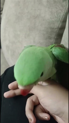 guddu learning set-up 🦜 #parrot #birds #shorts #trending #viral