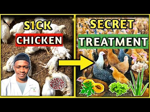 Common Chicken Diseases, Prevention And Treatment