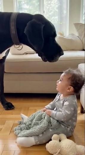 Giant Great Dane Has a “Conversation” With Baby — Cutest Duet Ever!