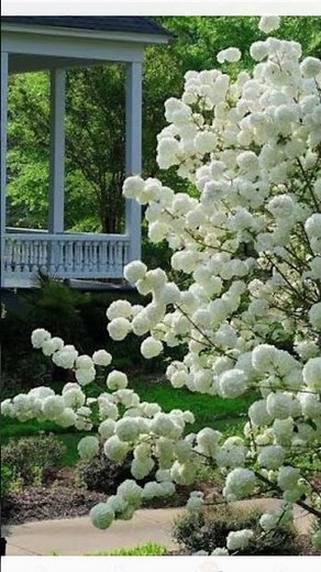 JAPANESE SNOWBALL BUSHES TREE IS A VERSATILE &EASY TO GROW PLANT THAT PROVIDES LASTING BLOOMS