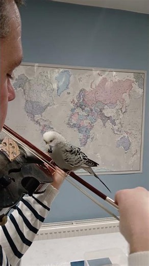 Budgie Bird Balances on Violin Bow Mid-Performance