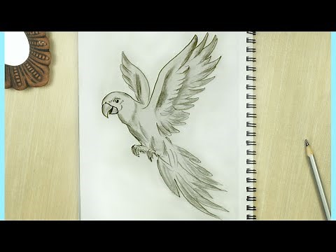 Parrot Drawing || How to Draw a Parrot | (Flying Bird Sketch- Parrot Drawing Easy)