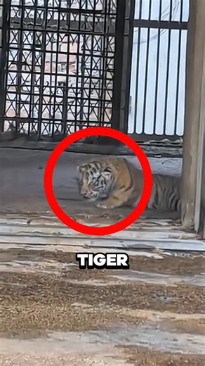 He Thought the Tiger Was Weak… Big Mistake