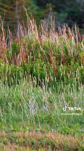 WATCH! Red Fox Screaming 🥰😍 #animals #redfox #nature