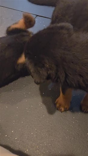 brian minto (@brian.minto)’s videos with original sound - brian minto