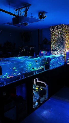 Did some rearranging in two of three systems. Wonder which two?? 🤔😂 #ReefTankLife #CoralAddicts #SaltwaterTherapy #ReefingCommunity #reeftank