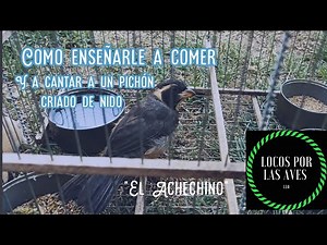 Como enseñarle a comer y a cantar a un pichón criado de pico