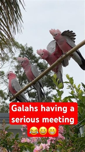 These galahs scream at each other like they’re having a serious meeting 😂 right outside my house.